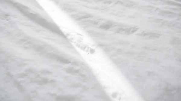 5 astuces essentielles pour détecter la disparition des punaises de lit